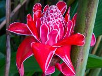 Blüte des Fackelingwers